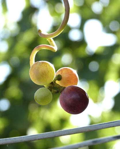 Wilhelmshof Wilhelmina Traubensecco alkoholfrei